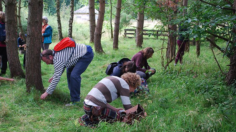 Foraging wild asparagus