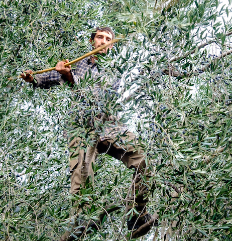 Hand-picking olives